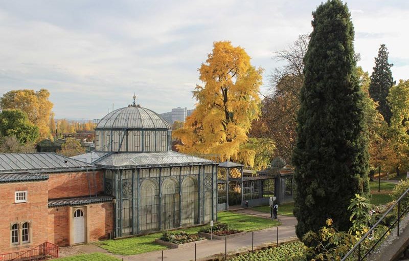 Goldener Herbst in der Wilhelma