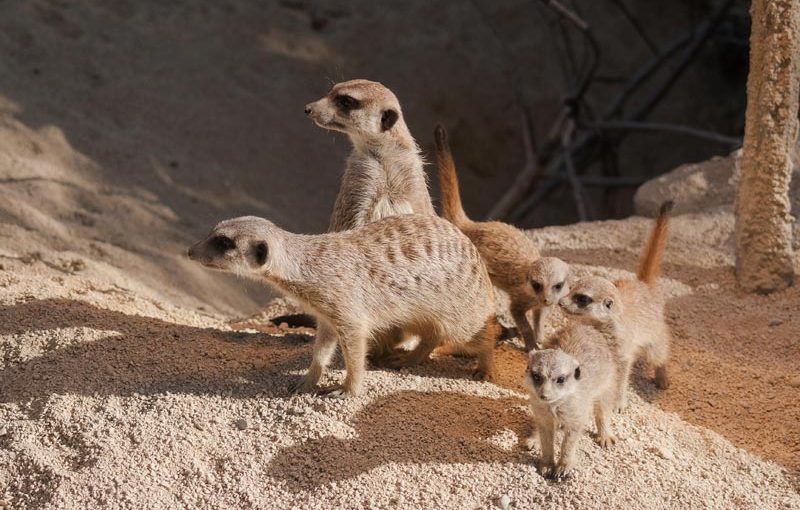 Erdmännchen-Drillinge schnuppern kühle Herbstluft