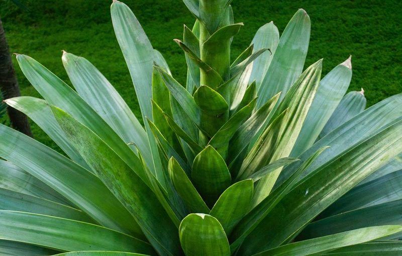 Gigant der Tillandsien blüht ein einziges Mal im Leben