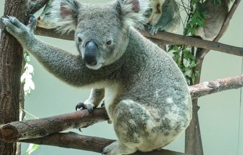 Jetzt ist es verbrieft: