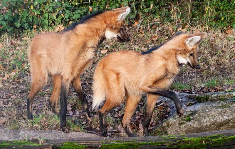 Neue Mähnenwölfe in der Wilhelma
