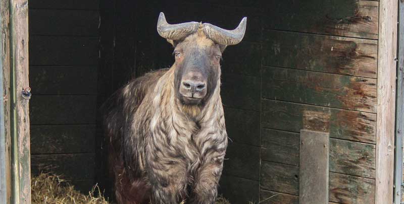 Sonderbares Mischwesen: originell, aber weitgehend unbekannt