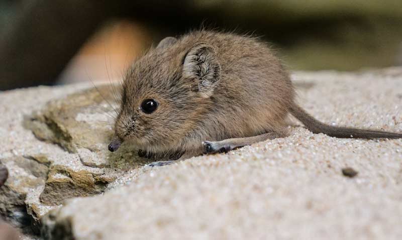 Sandflitzer mit kurzen Ohren, langer Nase und schnellen Beinen