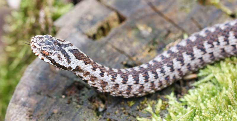 Faszinierende Schlangen zwischen Schwarzwald und Outback