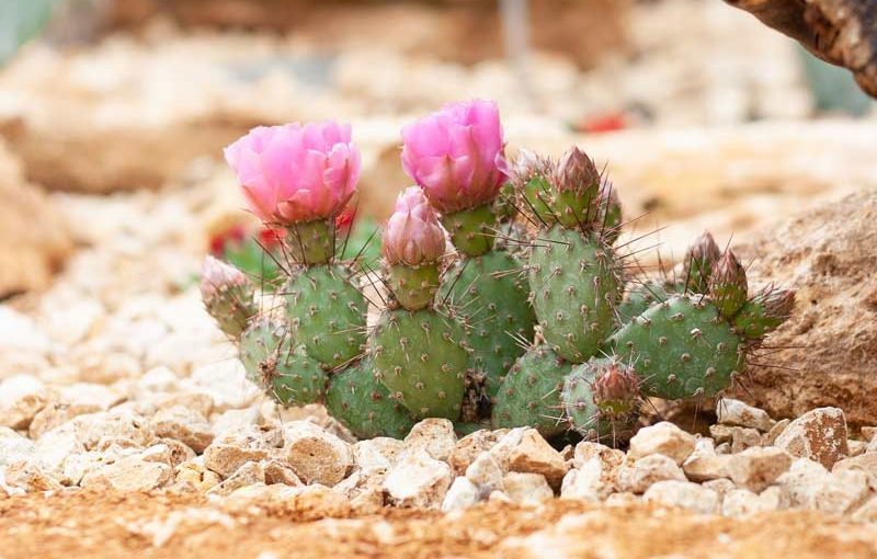Sukkulenten als Begrüßungskomitee