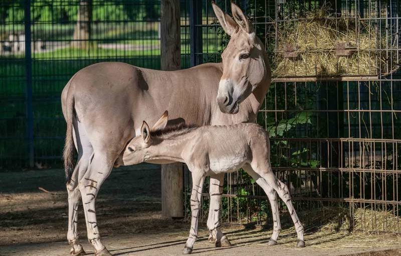 Frecher Wirbelwind mit langen Ohren und ein paar Zebrastreifen